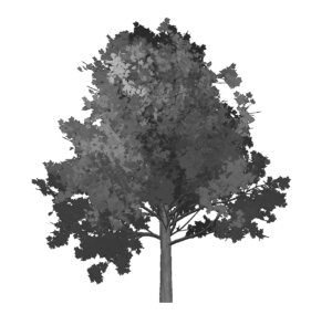 MCD tree Logo