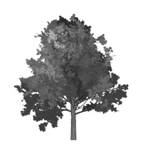 MCD Tree Logo