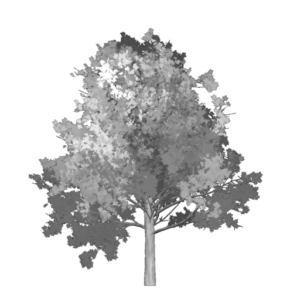 Tree Icon 300