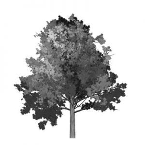 Dark Tree logo favicon