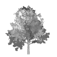 Maple Cottage Designs Light Tree Logo